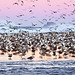 Dawn Early Photo 11