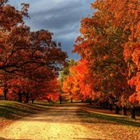 Donna Lindsey Photo 36