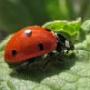 Nancy Connors Photo 19