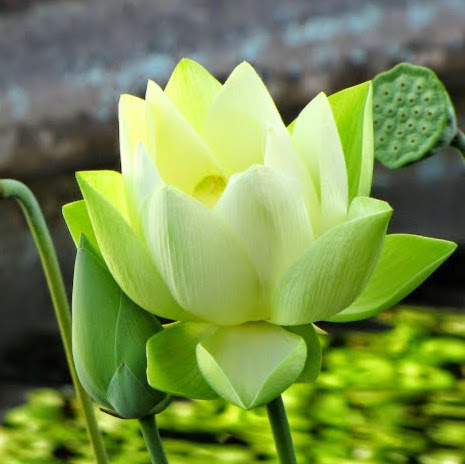 Bo Li Photo 21