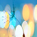 Ha Ho Photo 22