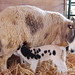 Jacob Lamb Photo 38