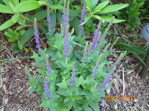 Debra Davidson Photo 9