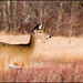 Virginia Doe Photo 8