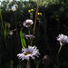 Mark Mccauley Photo 10