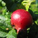 Rosa Platt Photo 2
