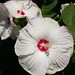 Sharon Hardy Photo 23