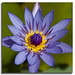 Vincent Lily Photo 7