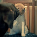 Ginger Gardner Photo 19