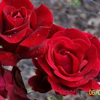 Janet Honeycutt Photo 3