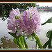 Binh Hoa Photo 26
