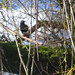 Connie Fife Photo 7
