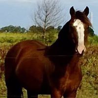 Debra Sheffield Photo 14