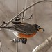 Robin Clement Photo 8