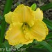Sherry Carr Photo 23
