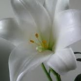 Marie Chaney Photo 27