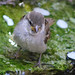 Deborah Sparrow Photo 12