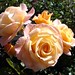 Nicole Rosebush Photo 6