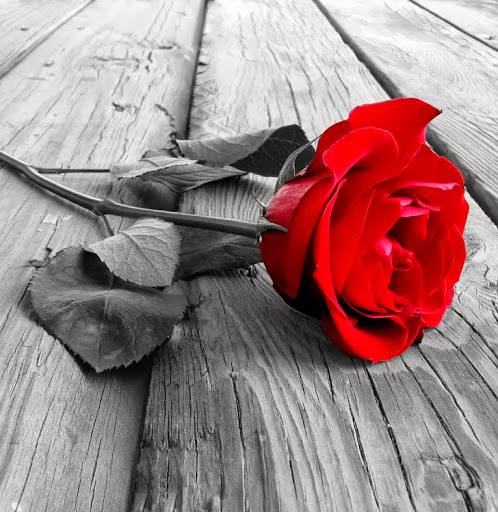 Rose Wise Photo 36