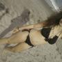 Melanie Roman Photo 26