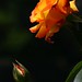 Rose Bloom Photo 15