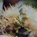Lilli Flowers Photo 7