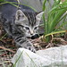Diane Dare Photo 8