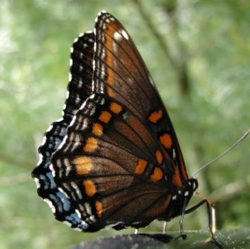 Barbara Neumann Photo 8