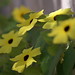 Susan Stanford Photo 45
