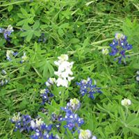 Joyce Capps Photo 7