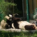 Yang Fu Photo 16