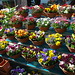 Pansy Lyons Photo 7
