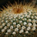 Don Sharp Photo 46