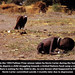 Kevin Carter Photo 52