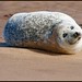 Devon Seal Photo 4