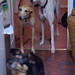 Jodie Green Photo 16