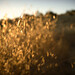 Steven Lew Photo 8