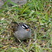 Larry Sparrow Photo 18