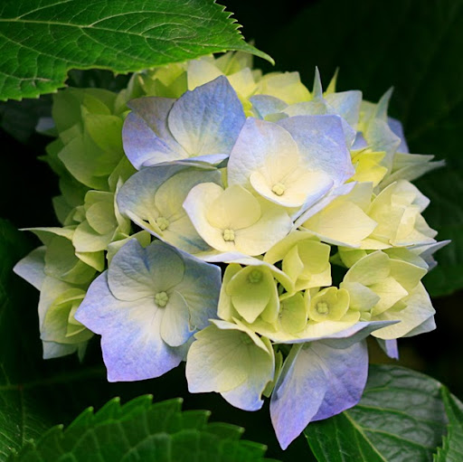 Anita Ross Photo 43