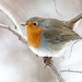 Robin Blank Photo 14