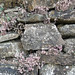 Flora Walls Photo 8