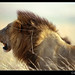 Leo Pappas Photo 17