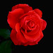 Robert Shand Photo 11