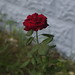 Rose Lockhart Photo 10