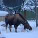 Douglas Hooper Photo 31