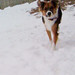 Patrick Collie Photo 11