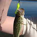 Debra Phelps Photo 23