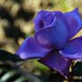 Rosa Rose Photo 16