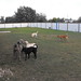 Cyrus Bailey Photo 6