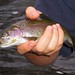 Charles Trout Photo 28